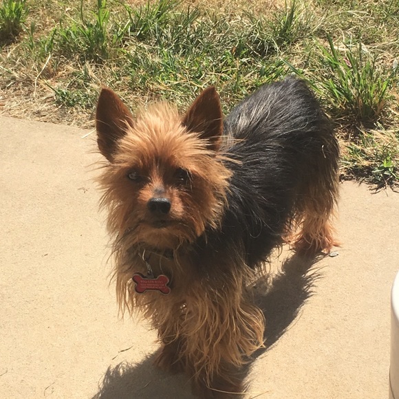 I’m a 59 year old mother of 3 and Nana to 8. My pictures are of my 3 protectors. - Picture 5 of 11